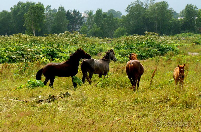 Лошади  -  а  все  как  у  людей.
