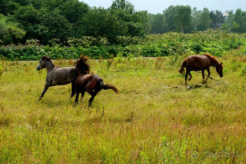 Лошади  -  а  все  как  у  людей.