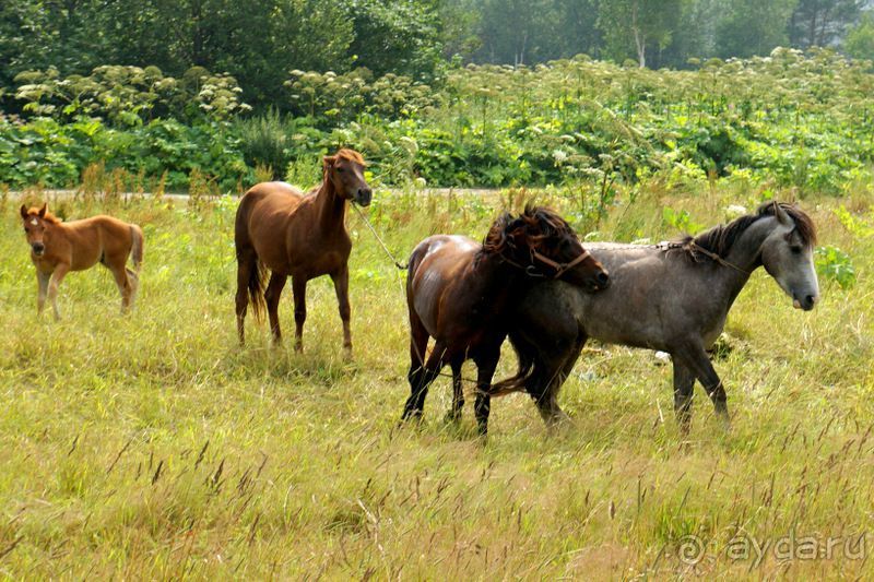 Лошади  -  а  все  как  у  людей.