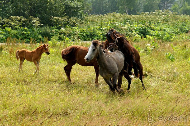 Лошади  -  а  все  как  у  людей.