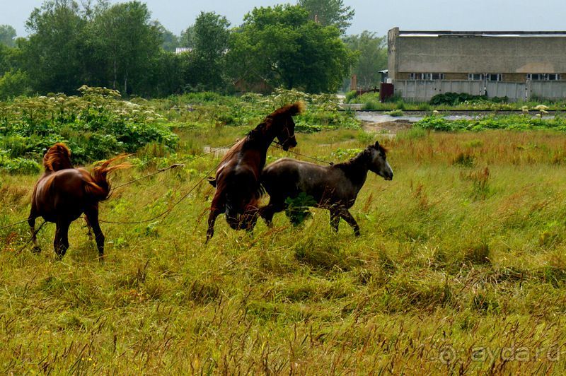 Лошади  -  а  все  как  у  людей.
