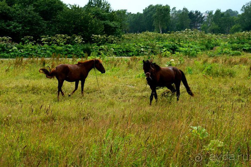Лошади  -  а  все  как  у  людей.