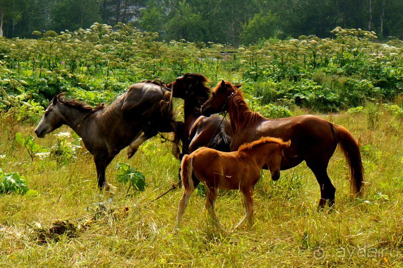 Лошади  -  а  все  как  у  людей.