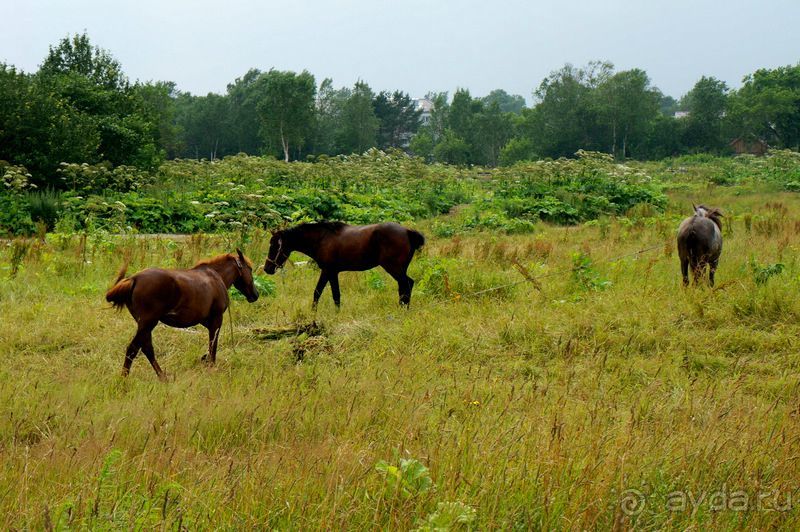 Лошади  -  а  все  как  у  людей.