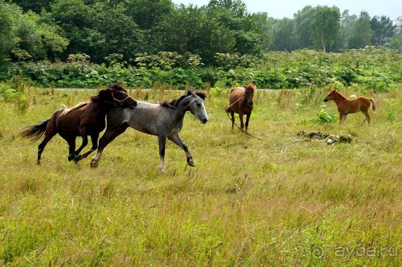 Лошади  -  а  все  как  у  людей.