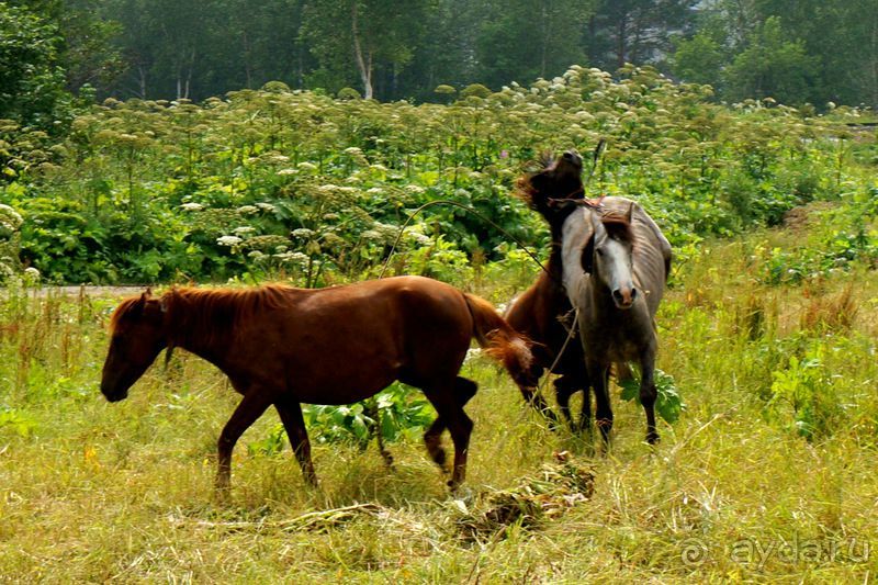 Лошади  -  а  все  как  у  людей.