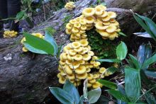 Там за туманами берег наш родной. о. Кунашир.