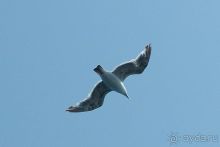 Там за туманами берег наш родной. о. Кунашир.