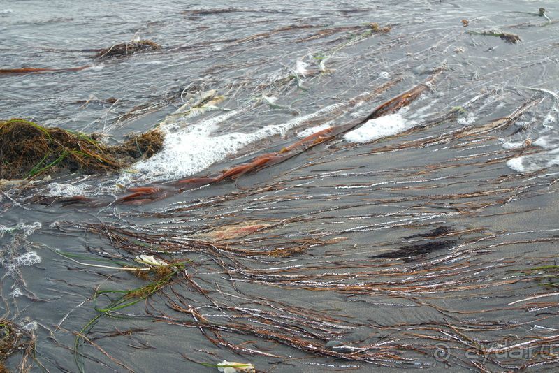 Там за туманами берег наш родной. о. Кунашир.