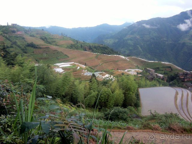 " Девять  лраконов  и  пять  тигров"