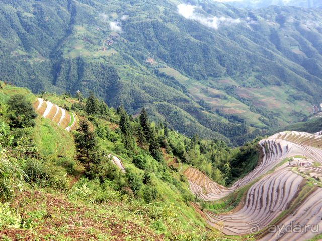 " Девять  лраконов  и  пять  тигров"