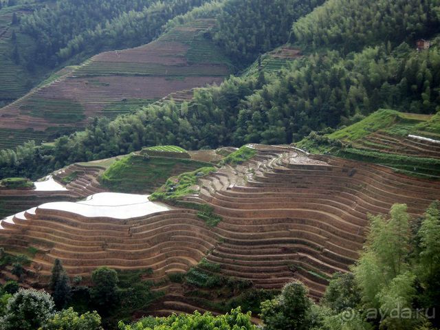 " Девять  лраконов  и  пять  тигров"