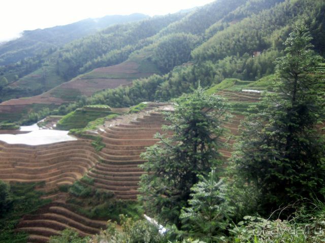 " Девять  лраконов  и  пять  тигров"