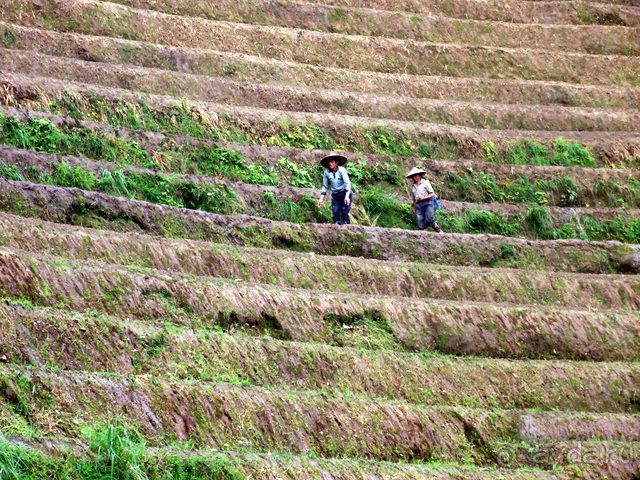 " Девять  лраконов  и  пять  тигров"
