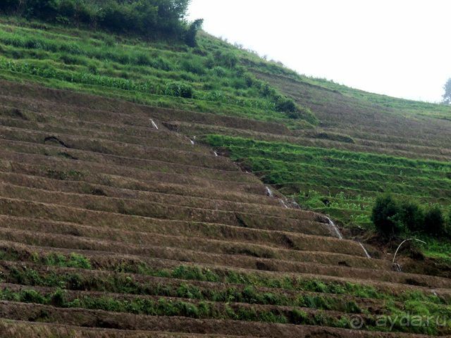 " Девять  лраконов  и  пять  тигров"
