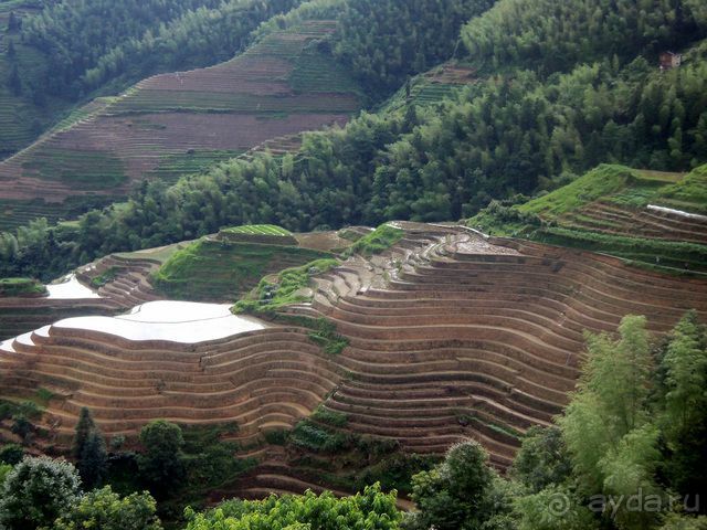 " Девять  лраконов  и  пять  тигров"