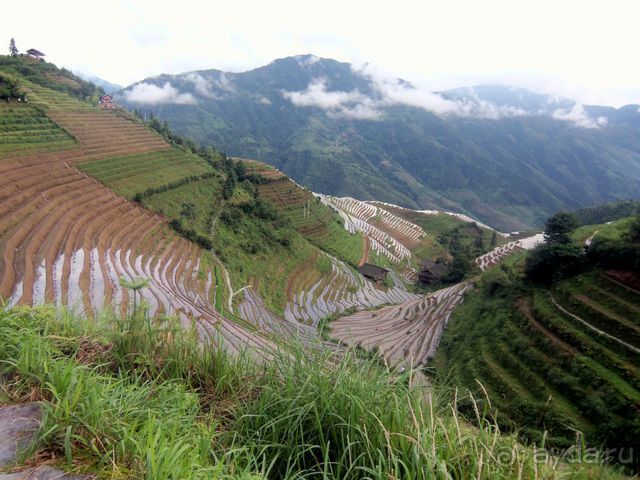 " Девять  лраконов  и  пять  тигров"