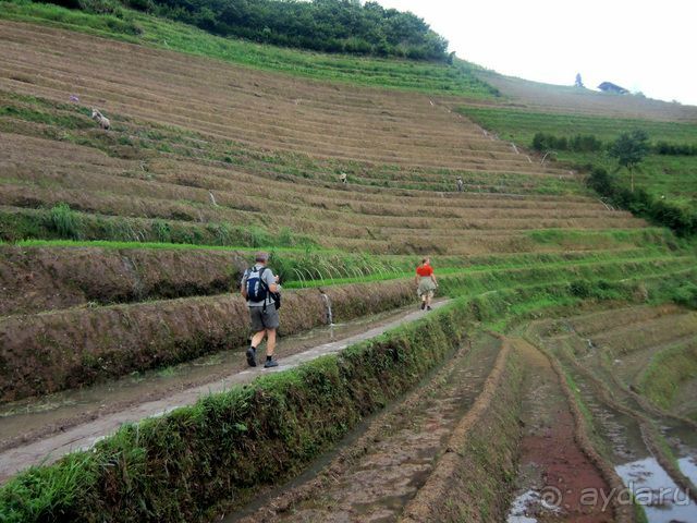 " Девять  лраконов  и  пять  тигров"