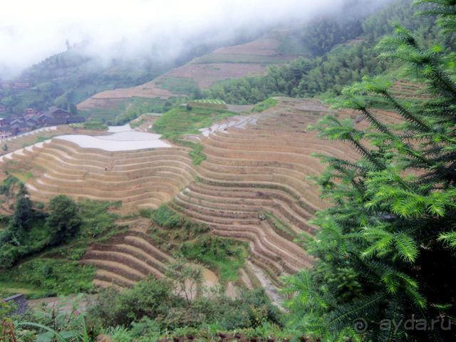 " Девять  лраконов  и  пять  тигров"