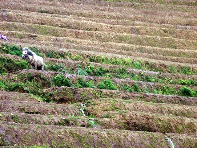 " Девять  лраконов  и  пять  тигров"