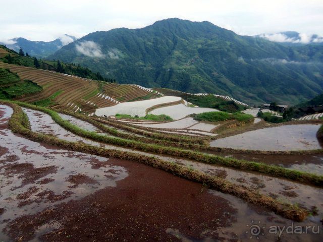 " Девять  лраконов  и  пять  тигров"