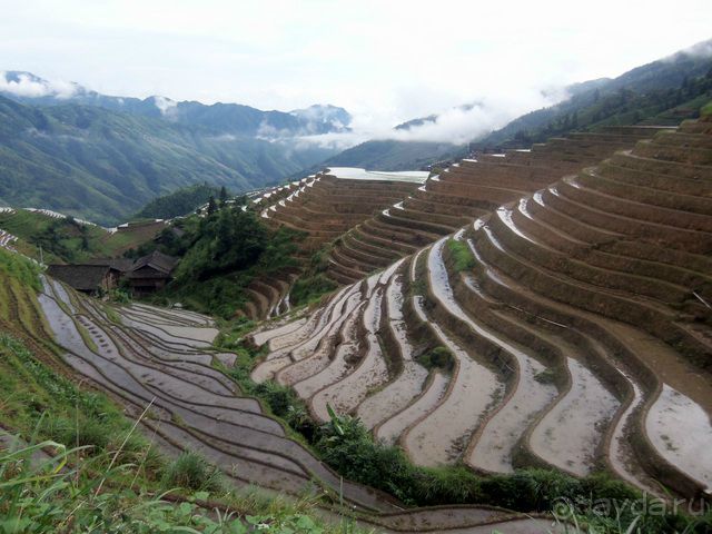 " Девять  лраконов  и  пять  тигров"