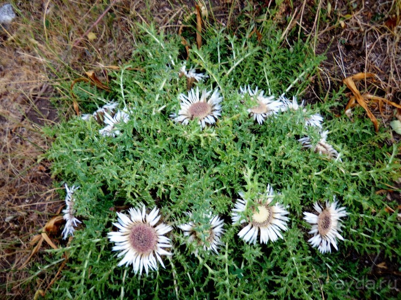 Автостопом по Черногории. Часть третья.