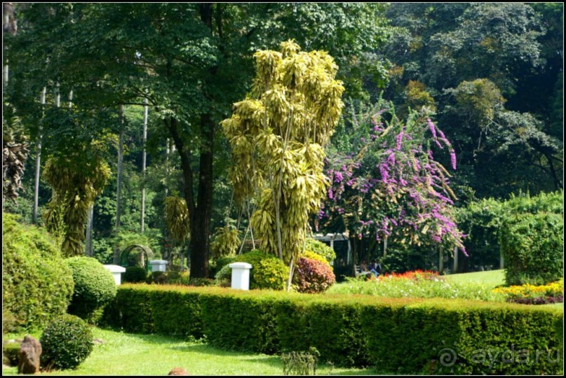 Сад -  мечта  королей...