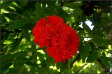 Сад -  мечта  королей...