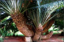 Сад -  мечта  королей...