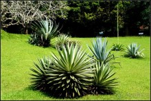 Сад -  мечта  королей...