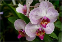 Сад -  мечта  королей...