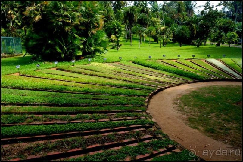 Сад -  мечта  королей...