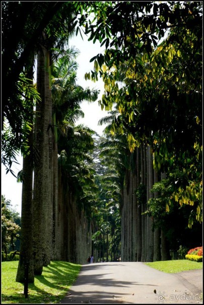 Сад -  мечта  королей...