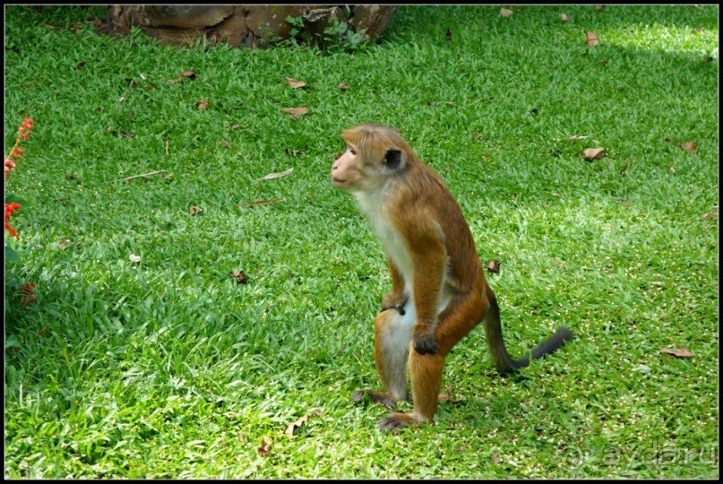 Сад -  мечта  королей...