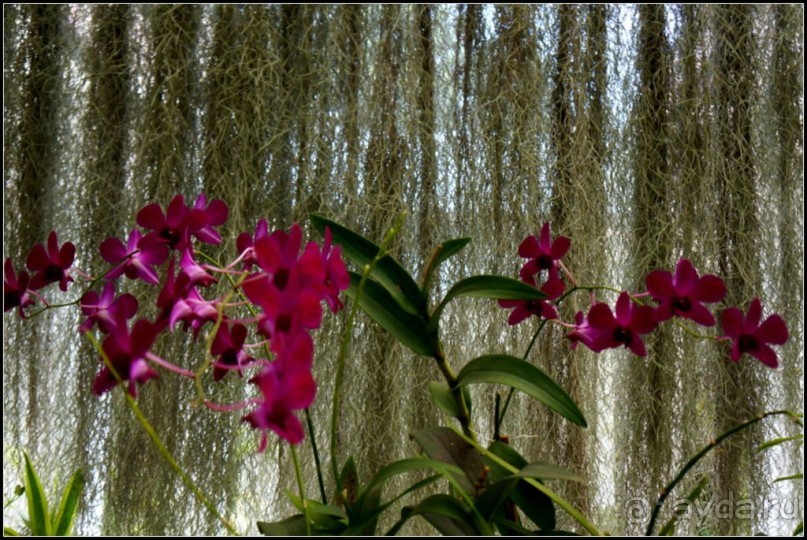 Сад -  мечта  королей...