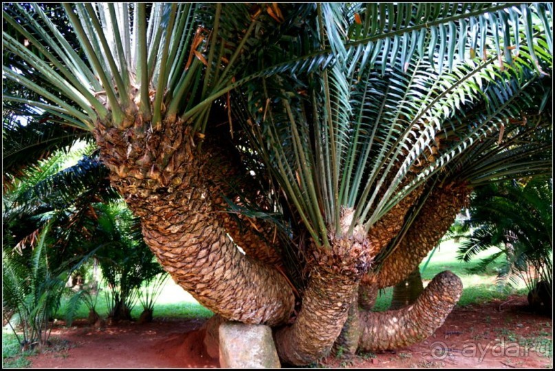 Сад -  мечта  королей...