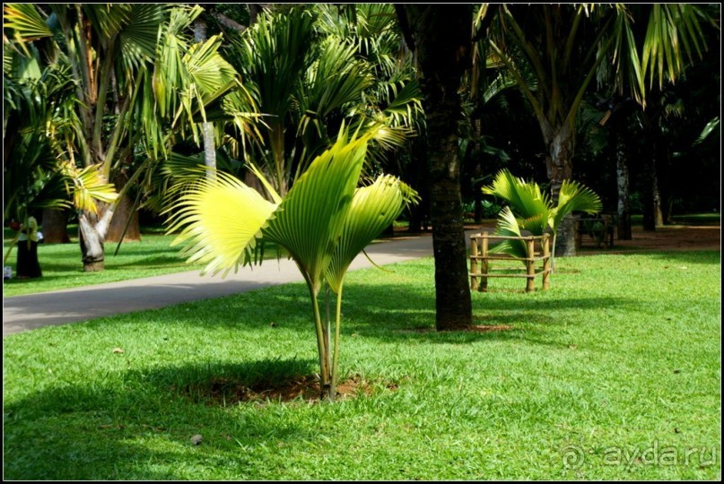 Сад -  мечта  королей...