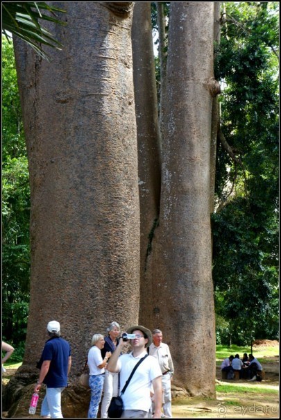 Сад -  мечта  королей...