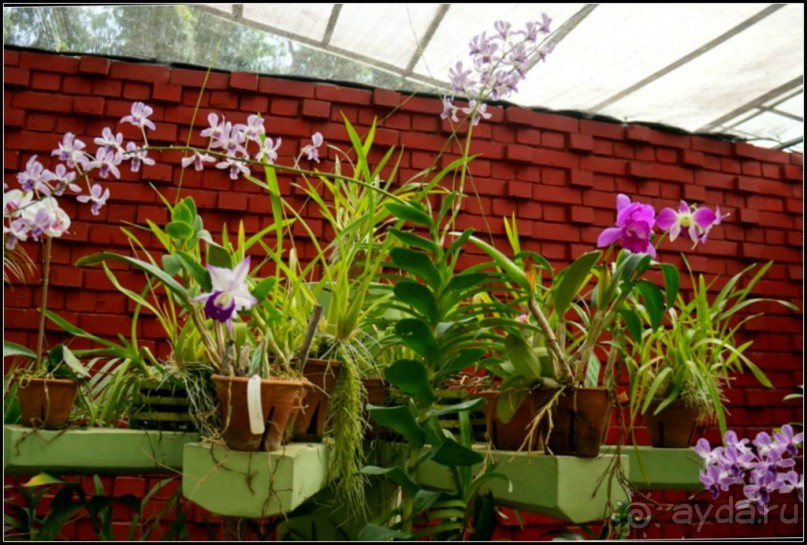 Сад -  мечта  королей...