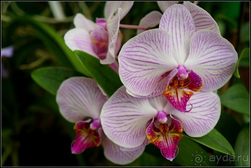 Сад -  мечта  королей...