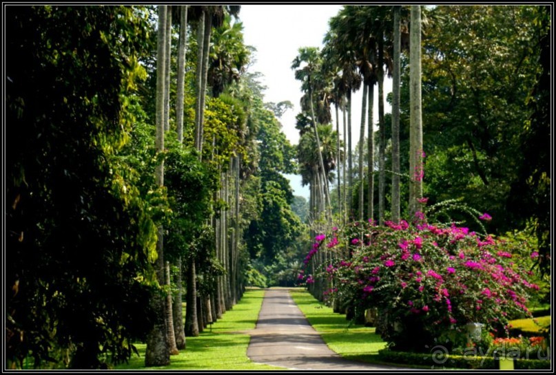 Сад -  мечта  королей...