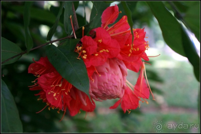 Сад -  мечта  королей...