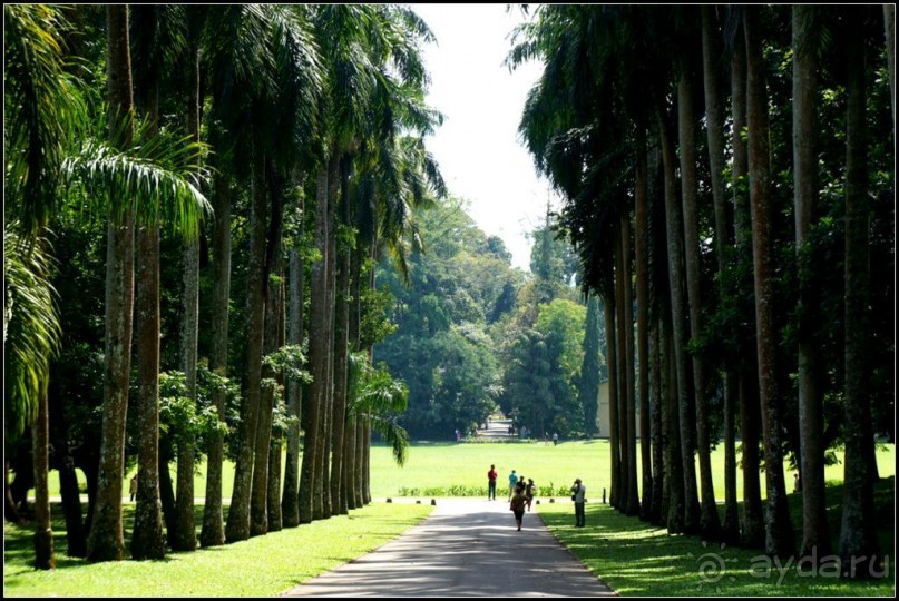 Сад -  мечта  королей...