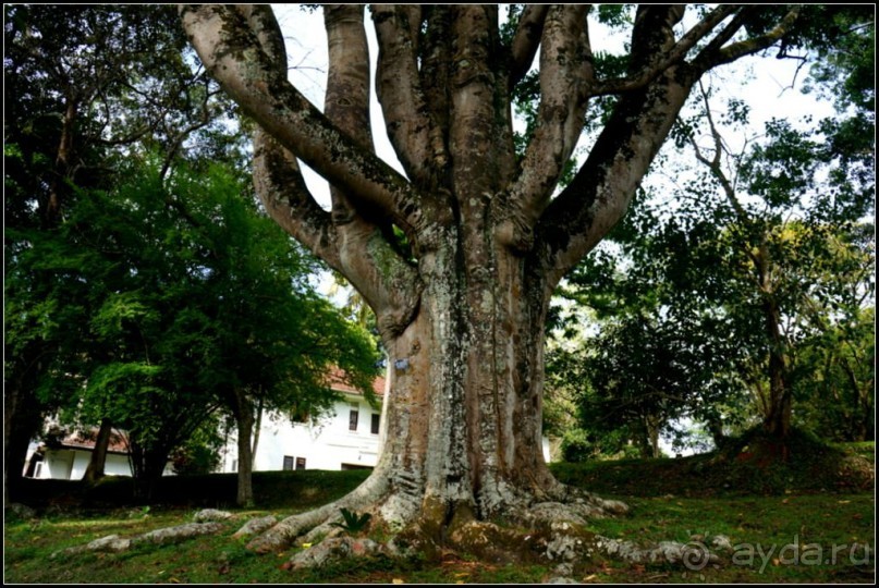 Сад -  мечта  королей...