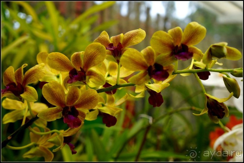 Сад -  мечта  королей...