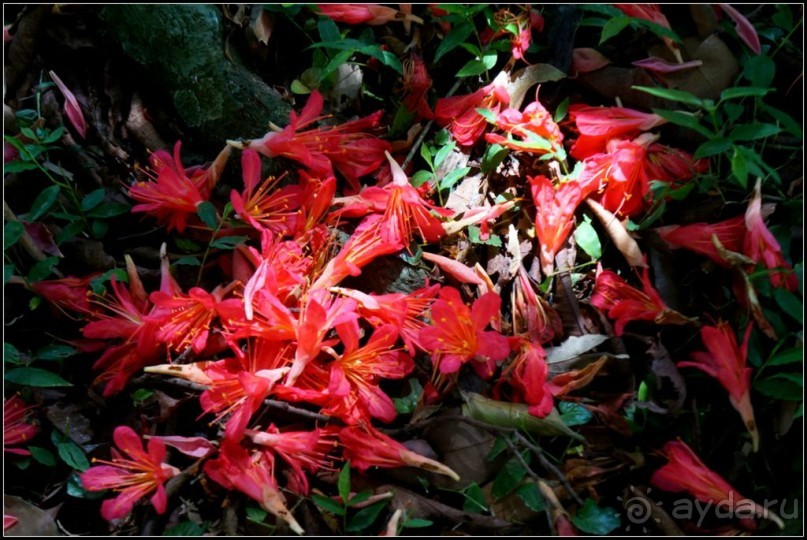 Сад -  мечта  королей...