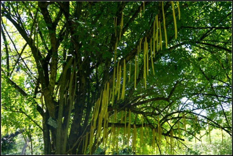 Сад -  мечта  королей...