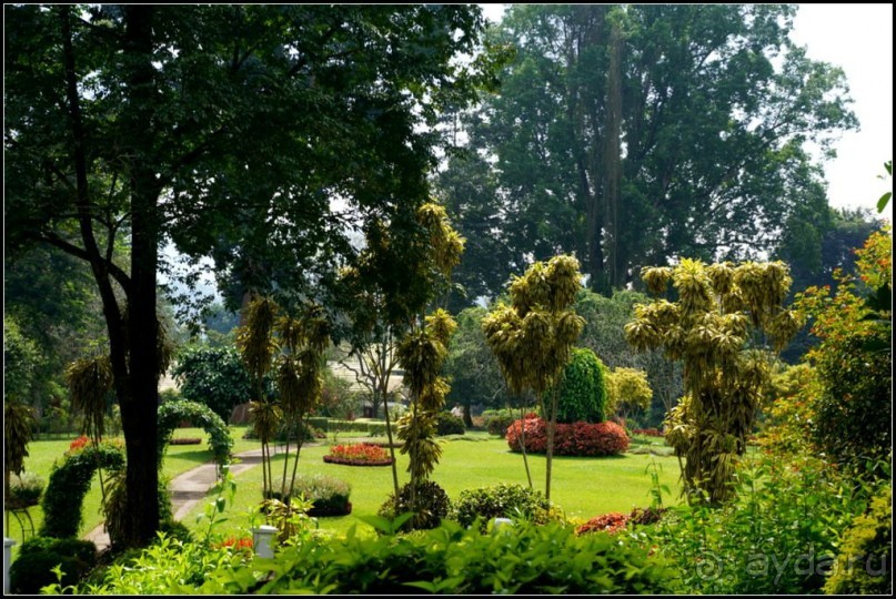Сад -  мечта  королей...