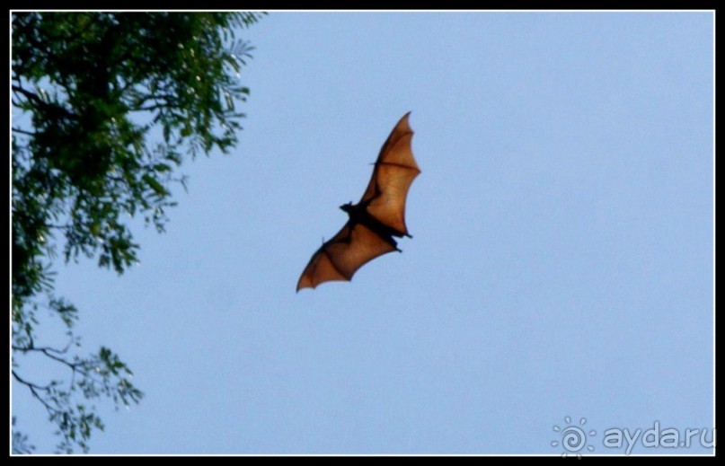 Сад -  мечта  королей...